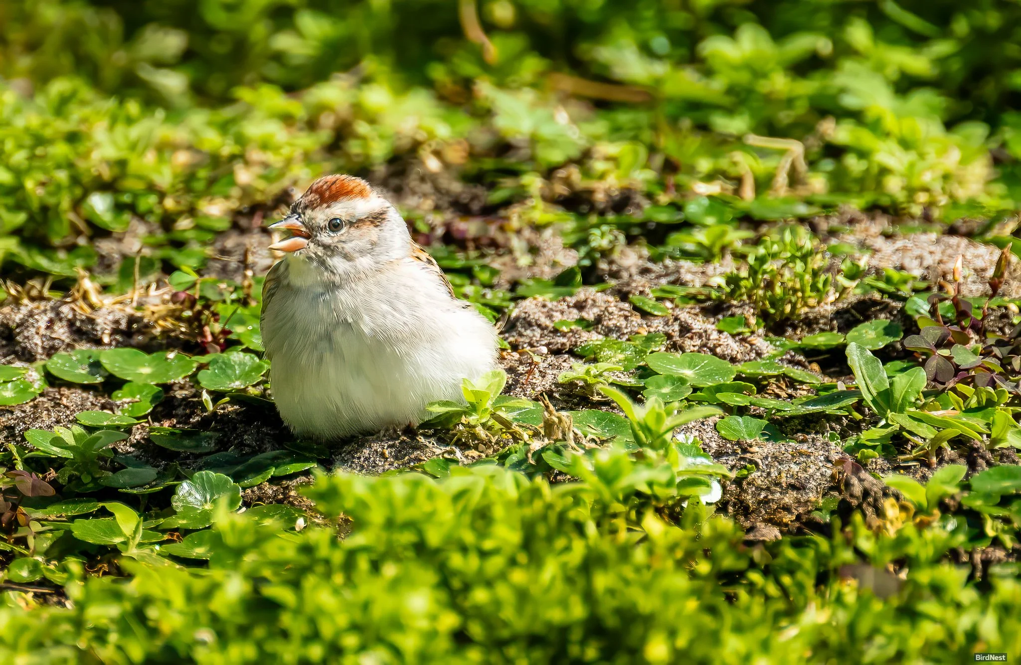 Where Are the Chipping Sparrows?