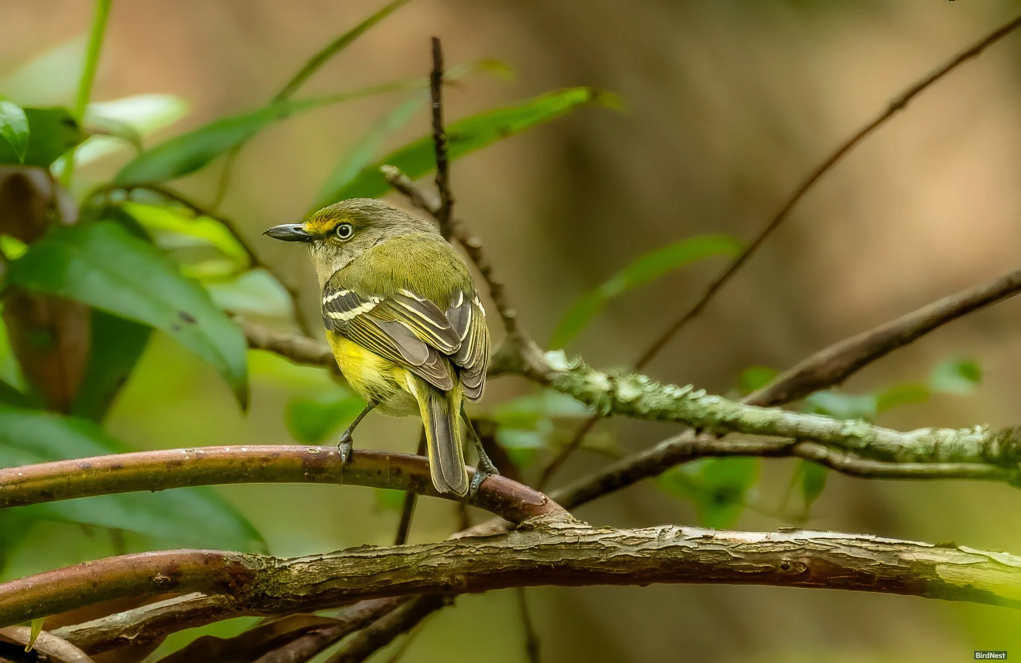 White-Eyed Vireo