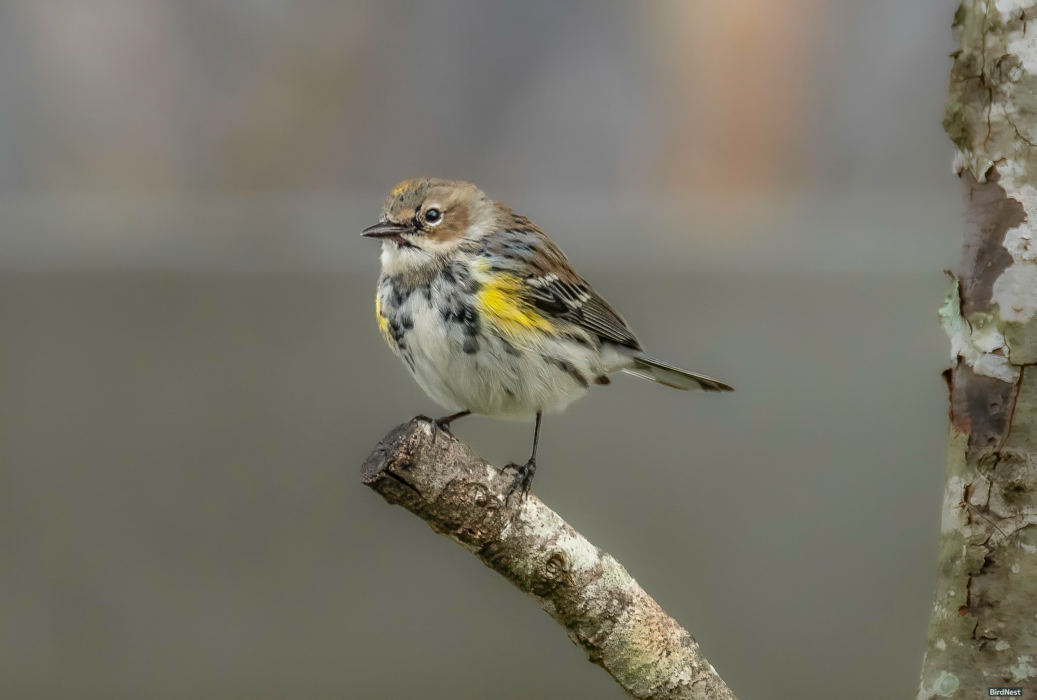 Yellow Rumped Warbler