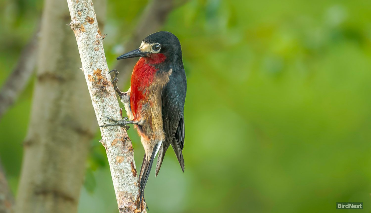 Puerto Rican Woodpecker