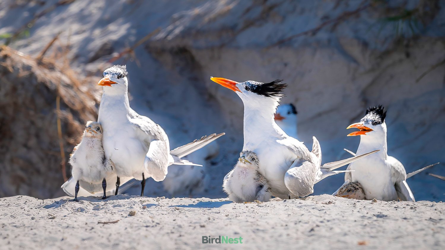 Royal Tern