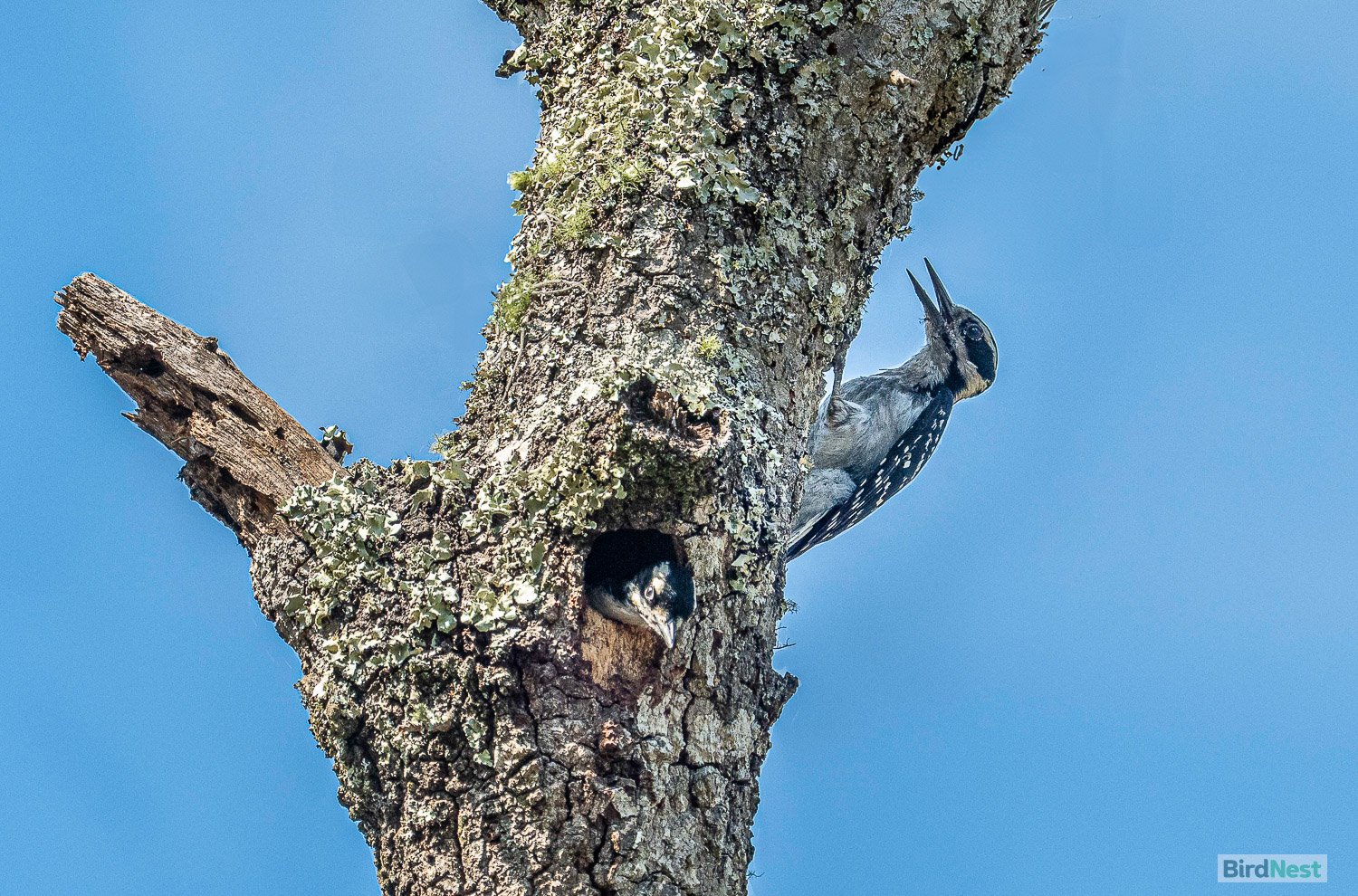 Hairy Woodpecker