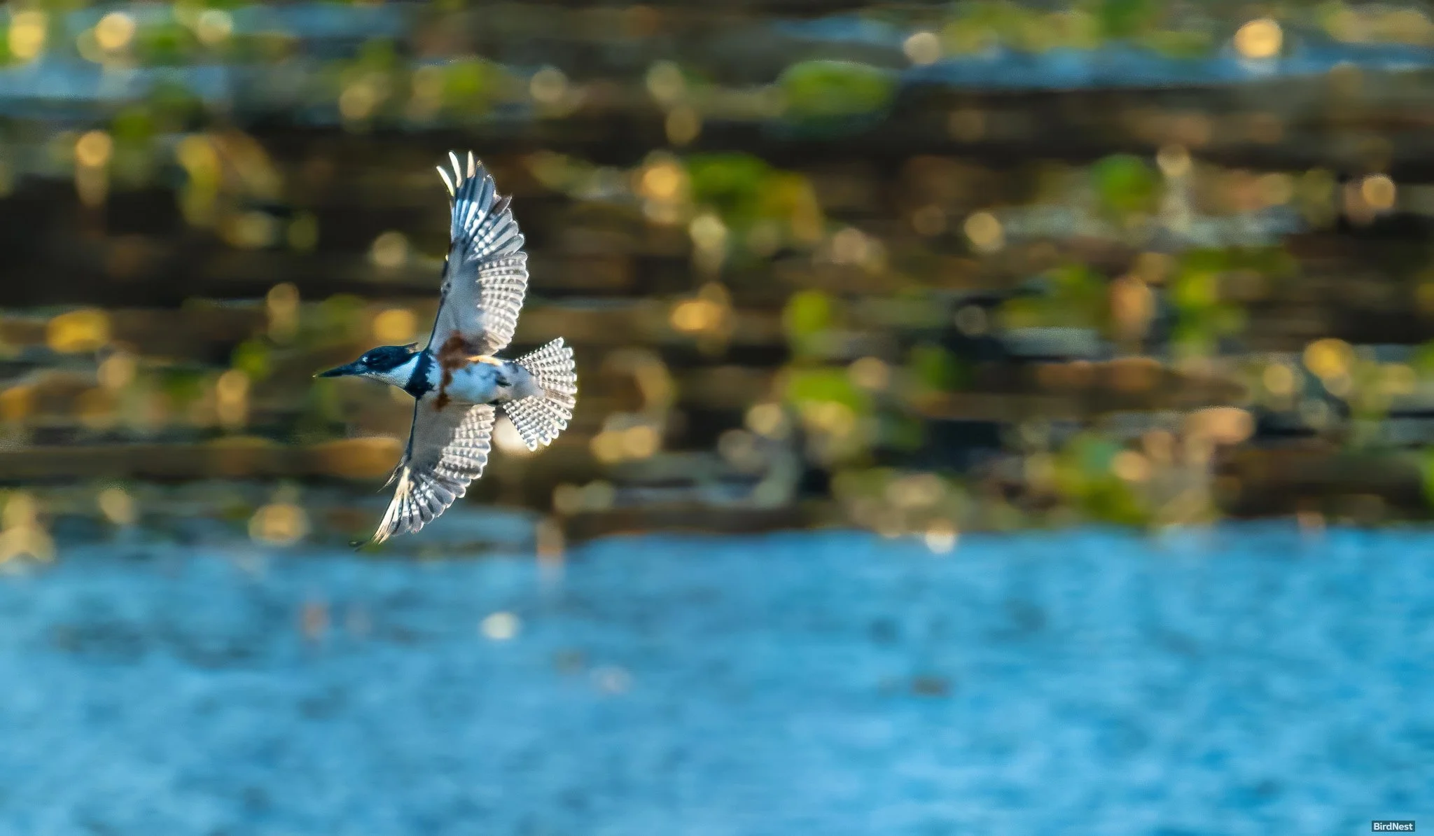 Belted Kingfisher