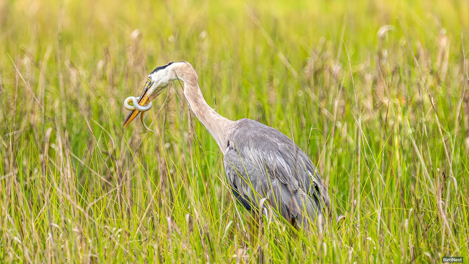 Great Blue Heron