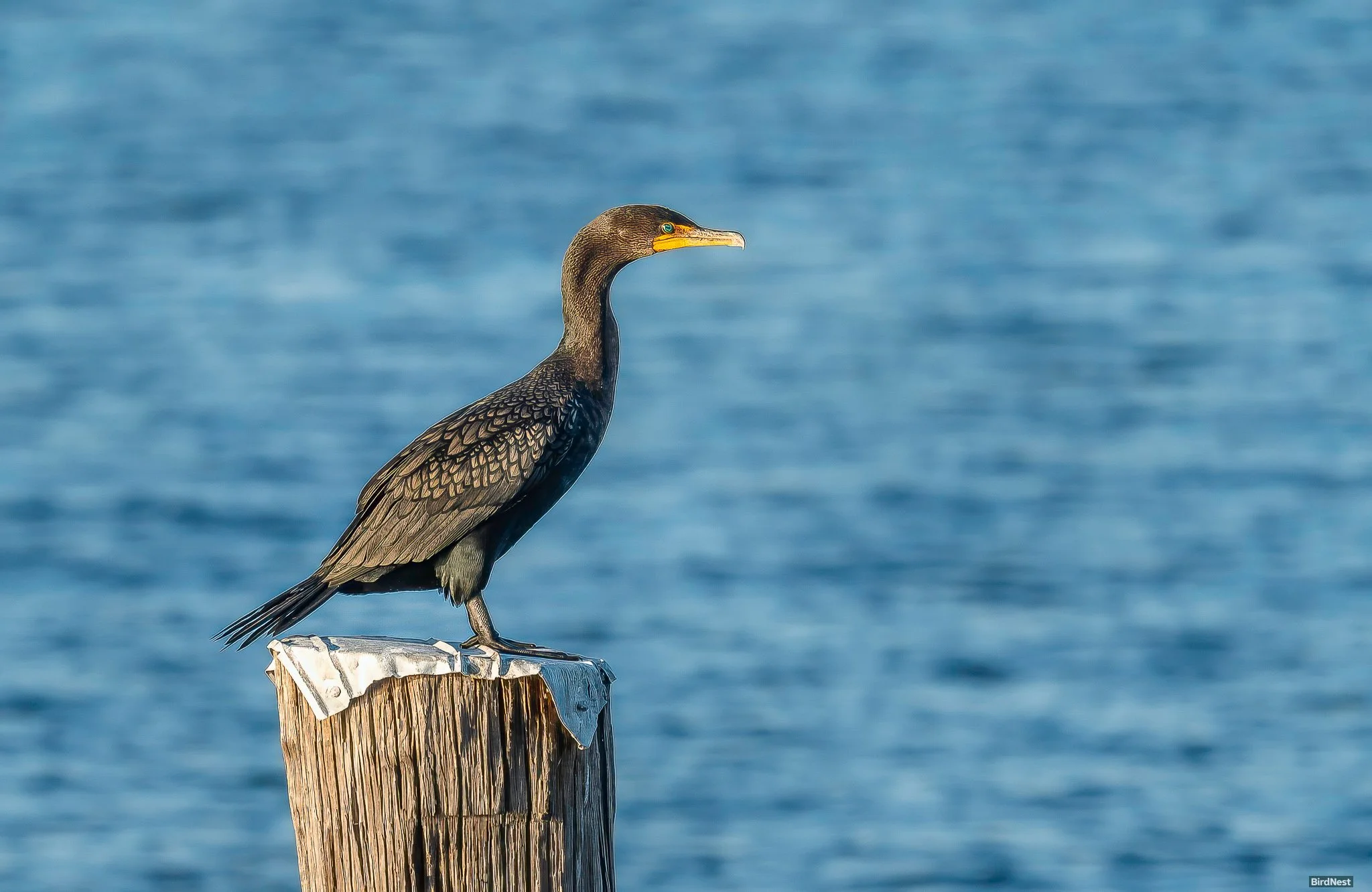 Double-crested cormorant