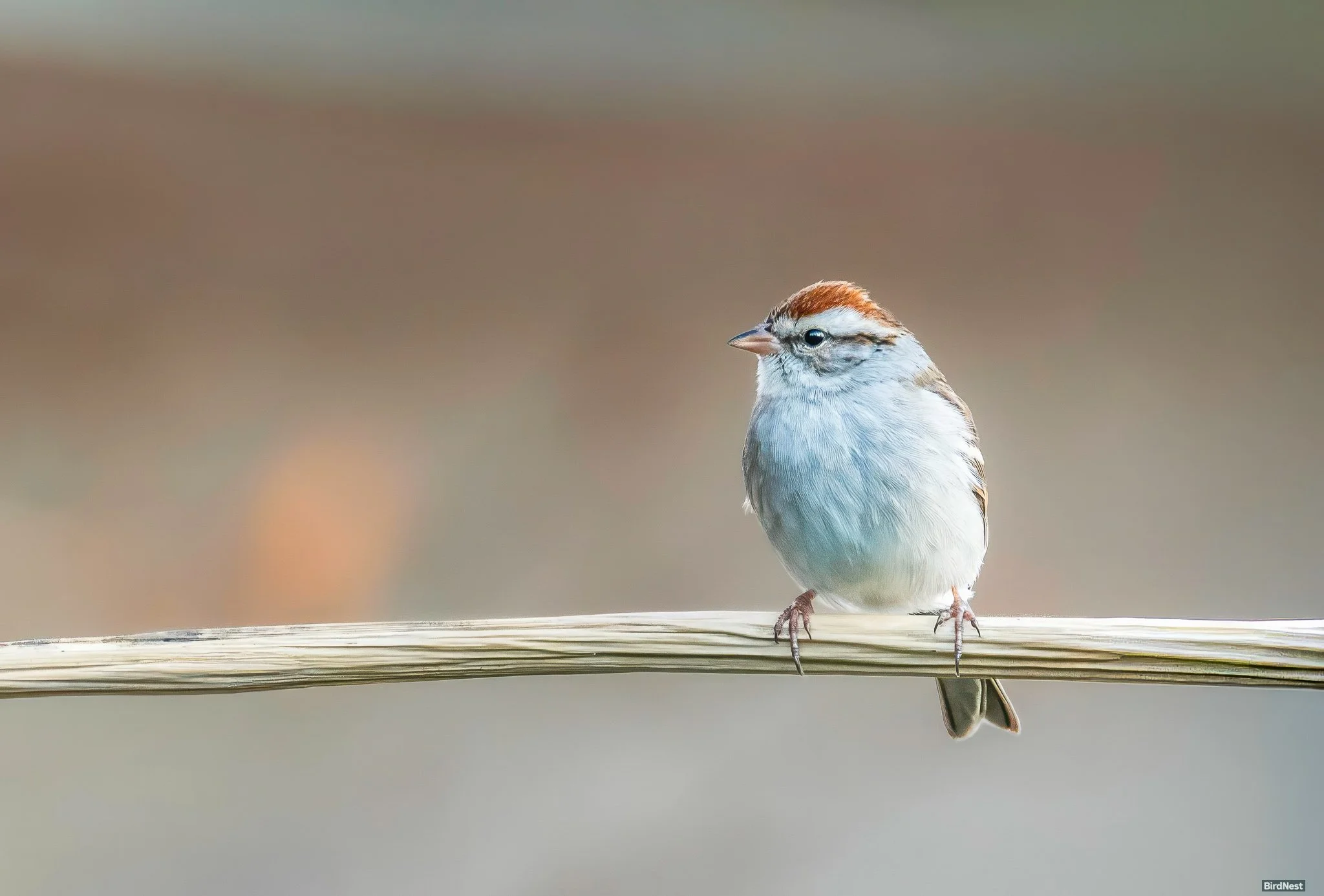 Chipping Sparrow