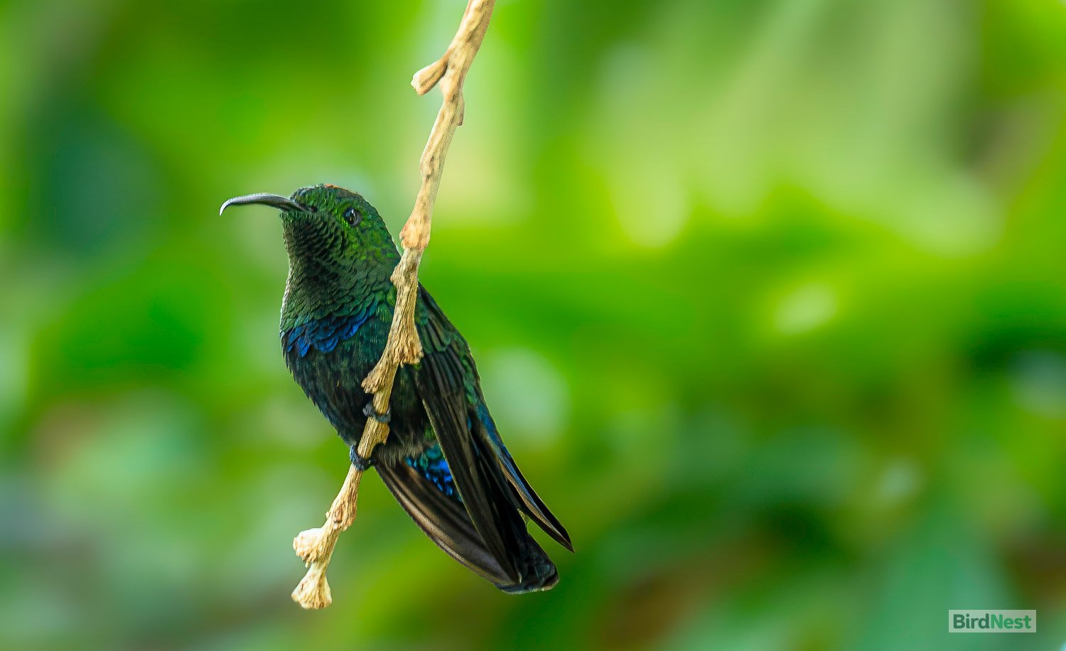 Green Throated Carib