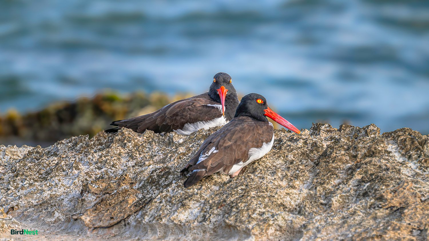 American Oystercatchers