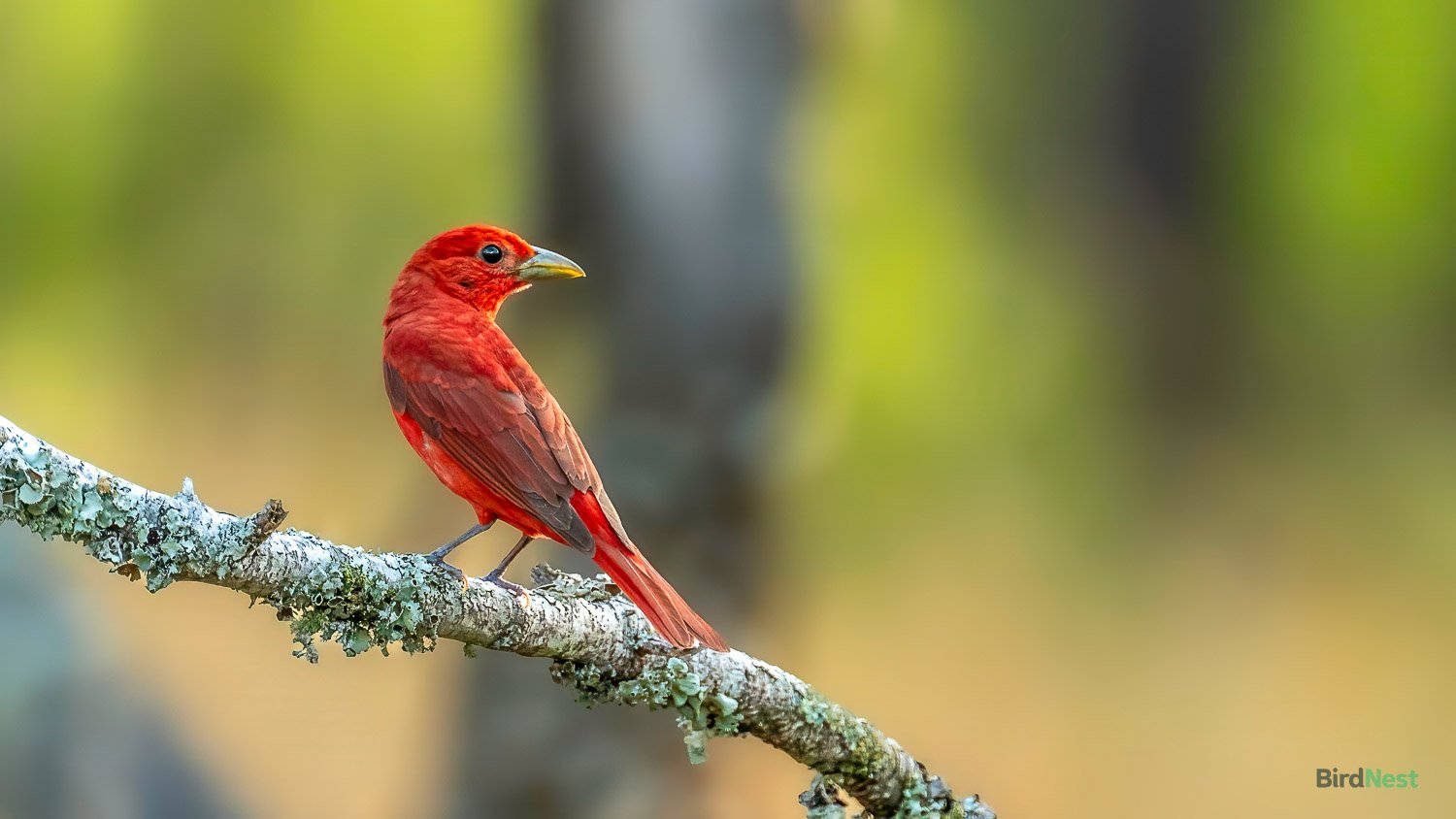 Summer Tanager