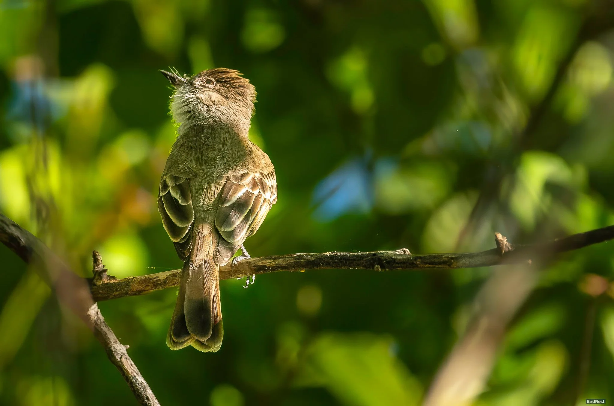 Puerto Rican Flycatcher or Juí de Puerto Rico