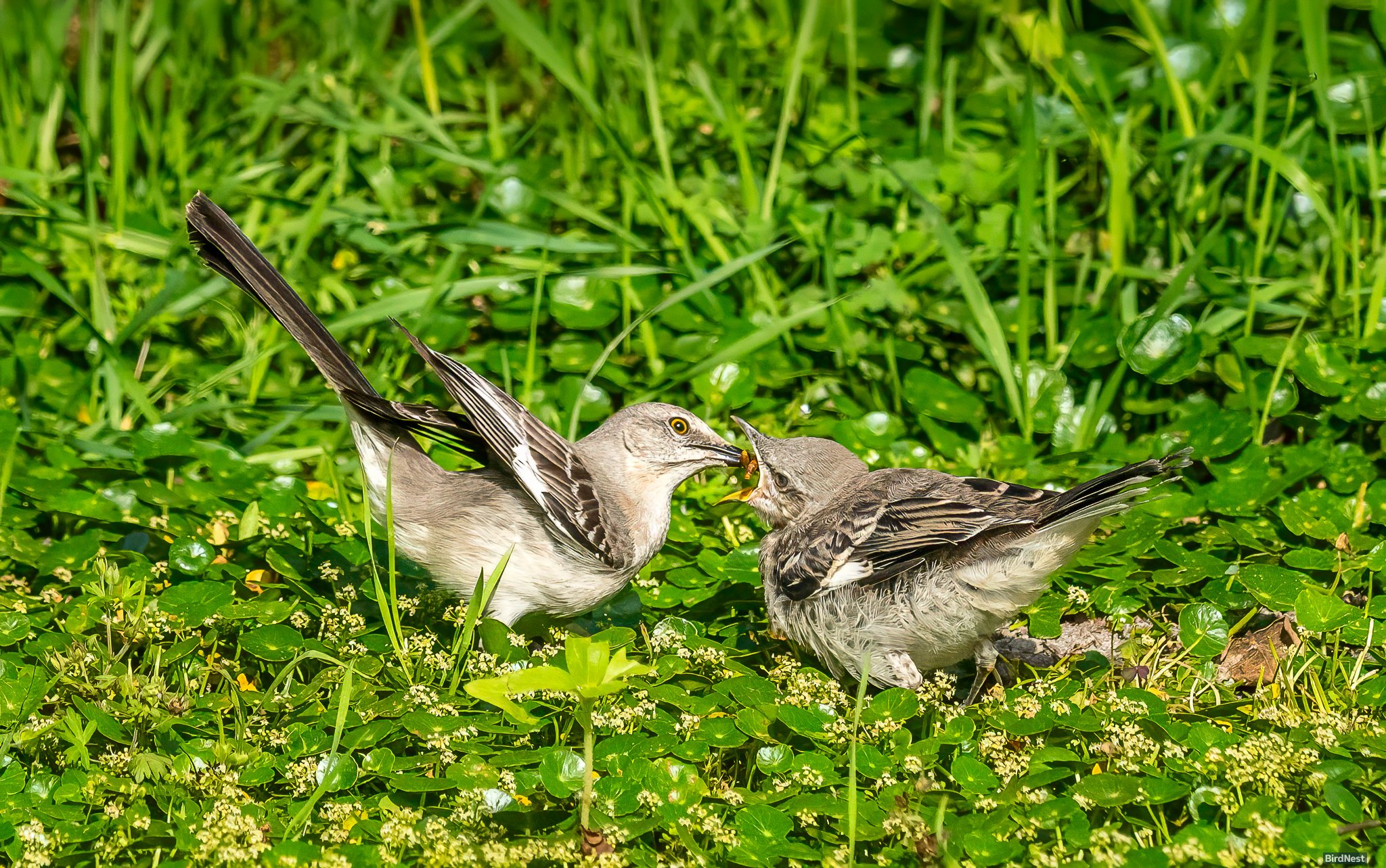 Beak to Beak: A Northern Mockingbird’s Devotion!!