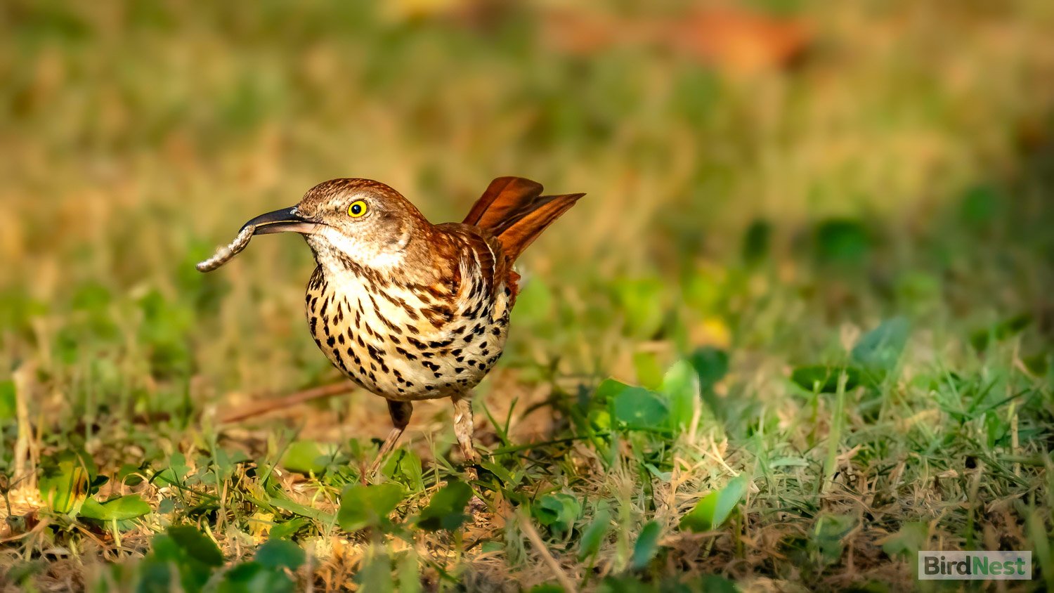 Brown Thrasher