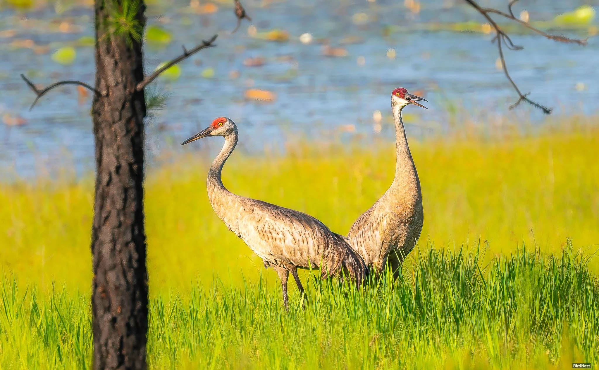 Sandhill Crane
