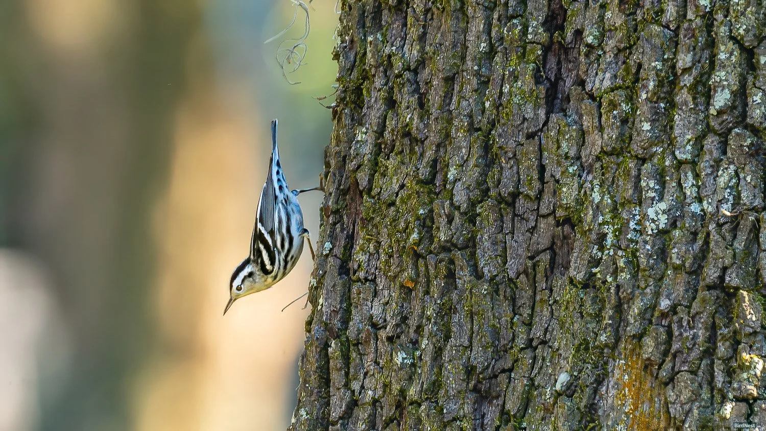 Black-and-white Warbler