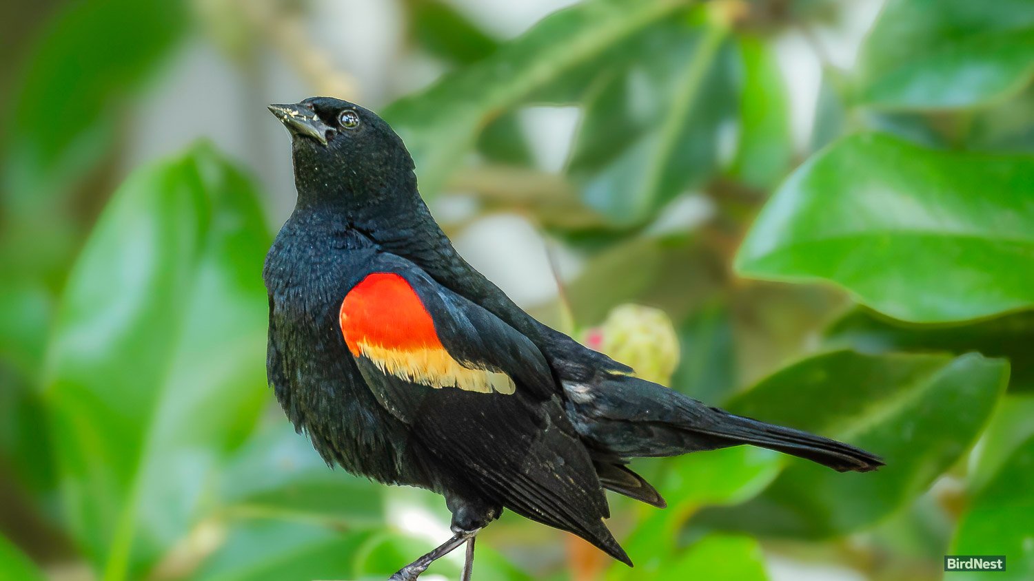 Red-winged Blackbird