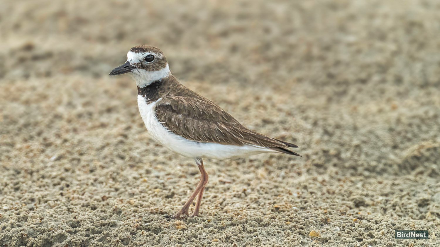Wilson's Plover