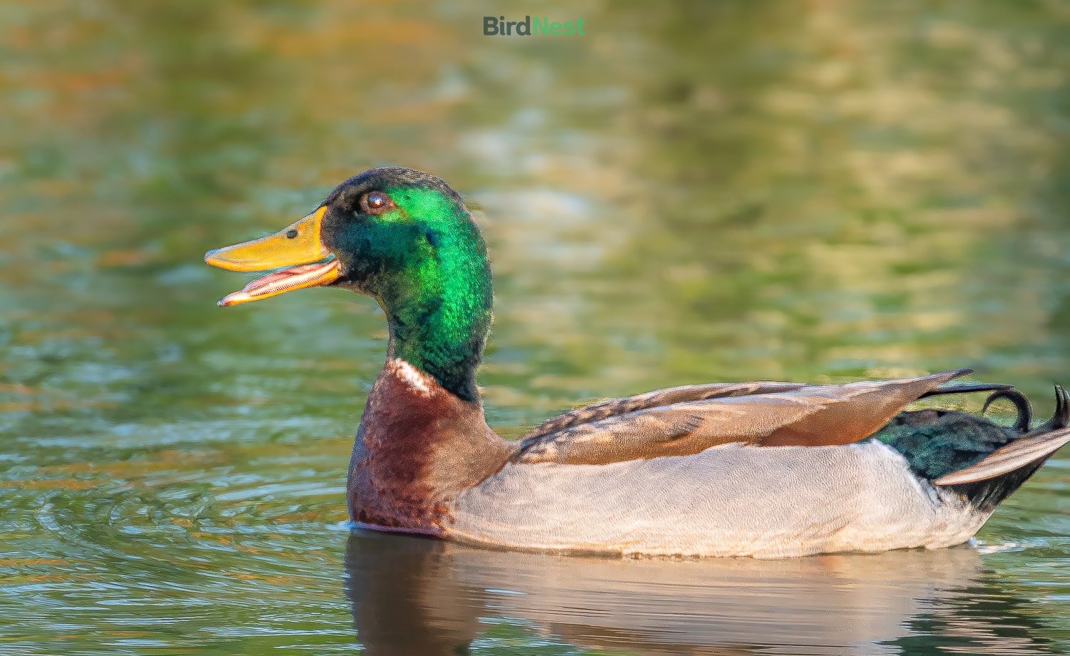 Mallard
