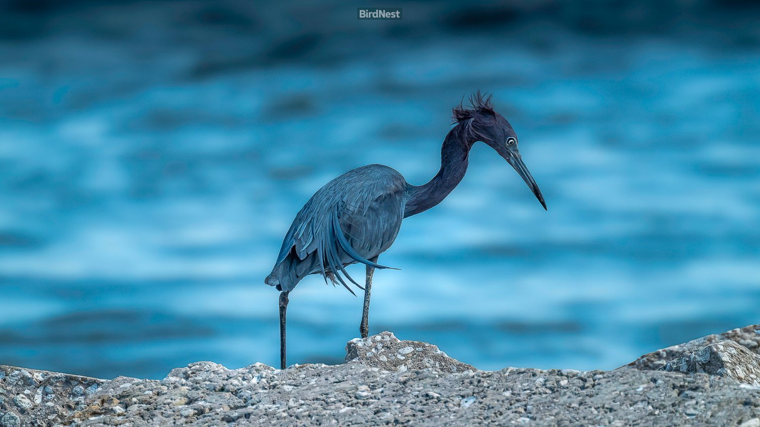 Little Blue Heron