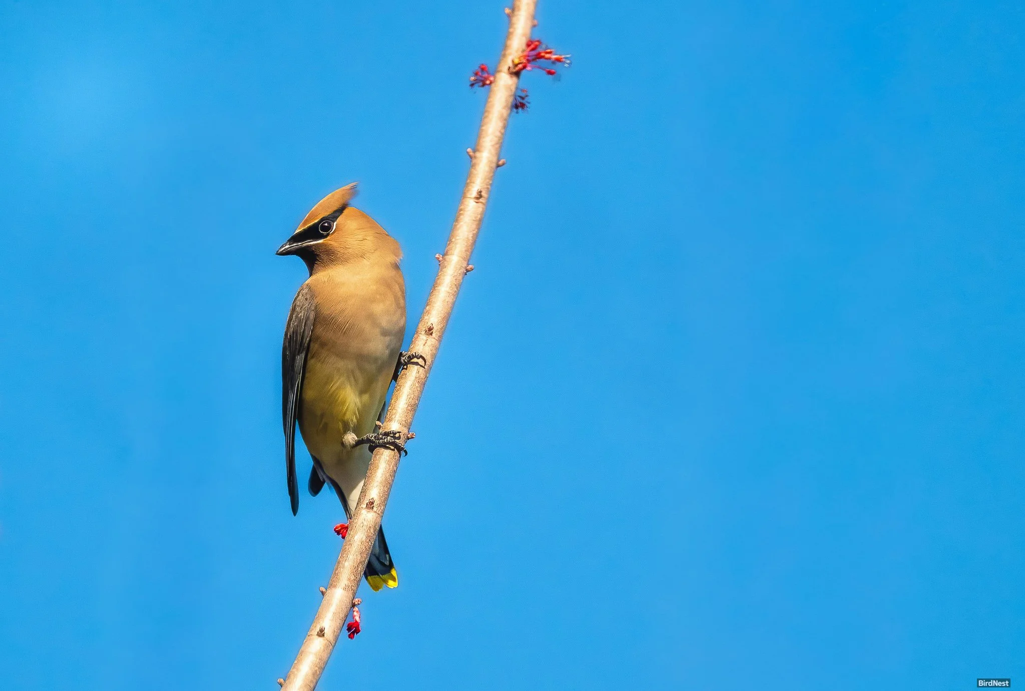 Seriously stylish:  Cedar waxwing