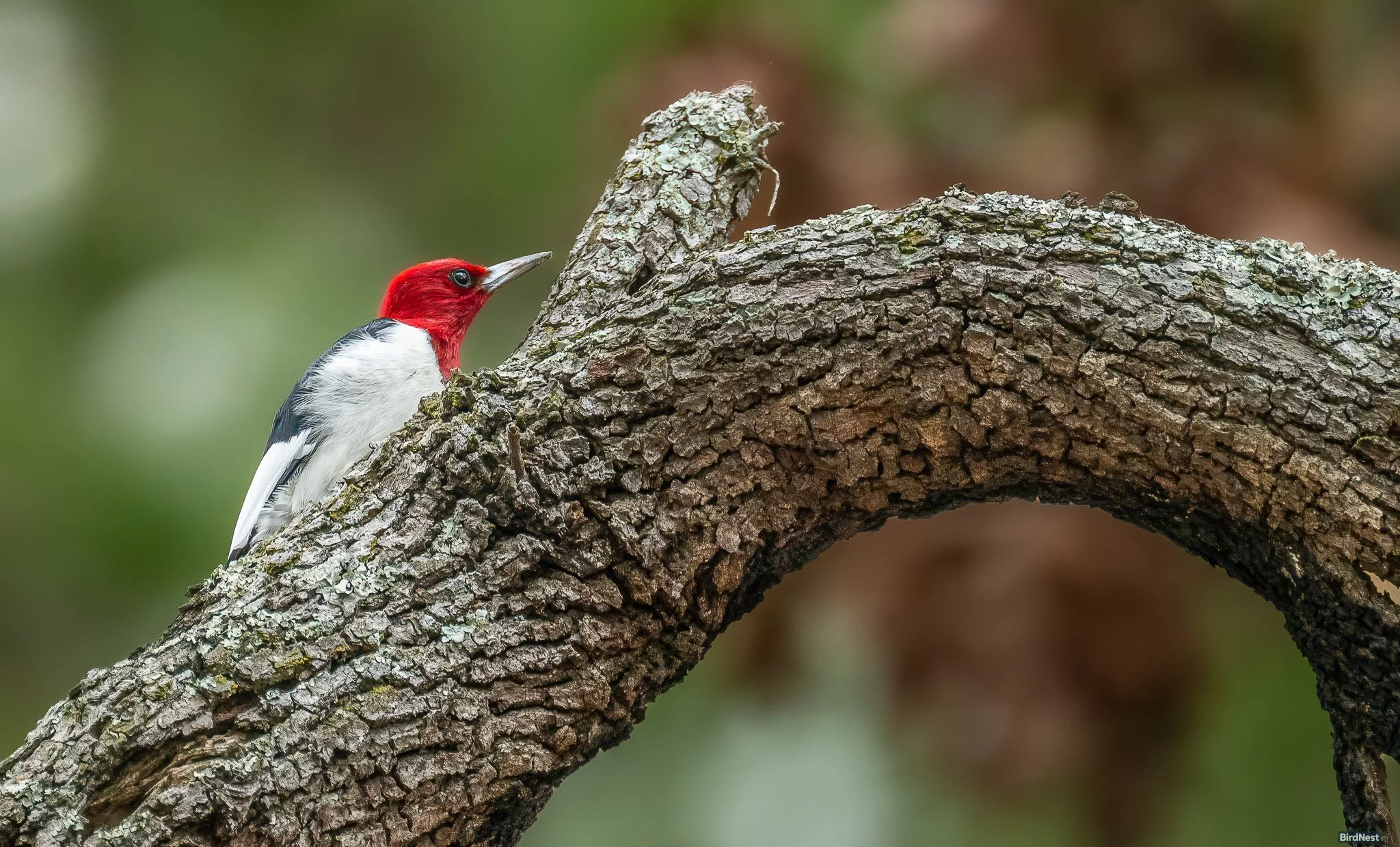 Red-headed Woodpecker