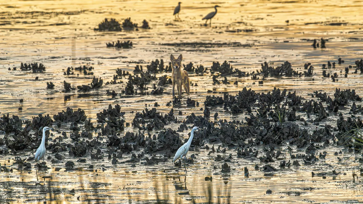 Coyote and Juvenile Snowy Egret