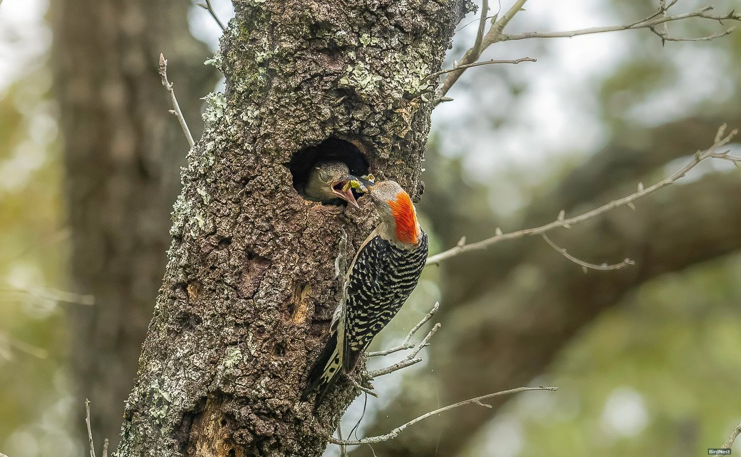 Red Bellied Woodpecker