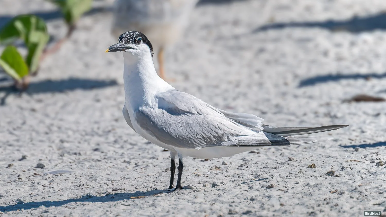 Sandwich Tern