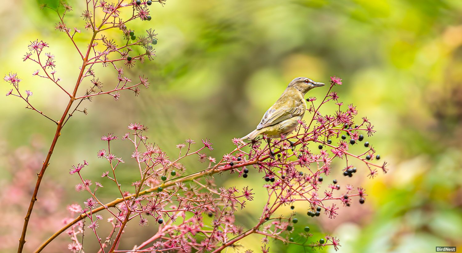 Red Eye Vireo