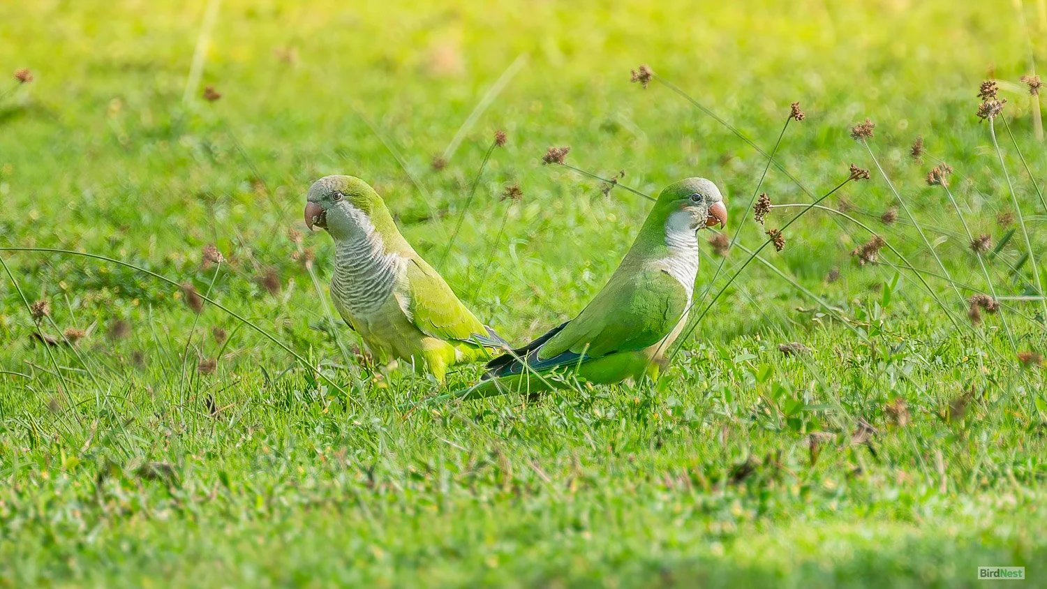 Monk Parakeet
