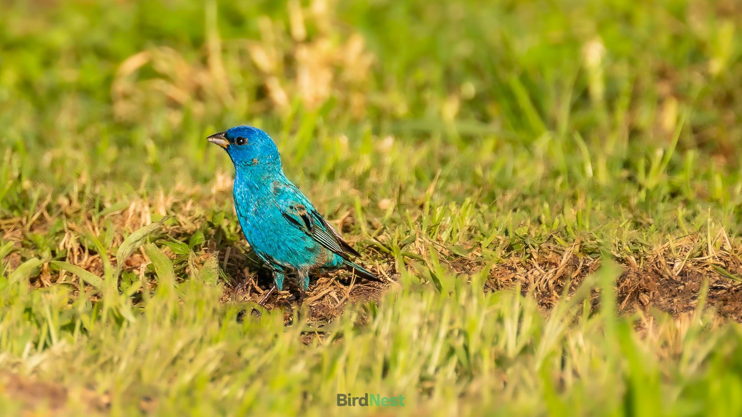 Indigo Bunting