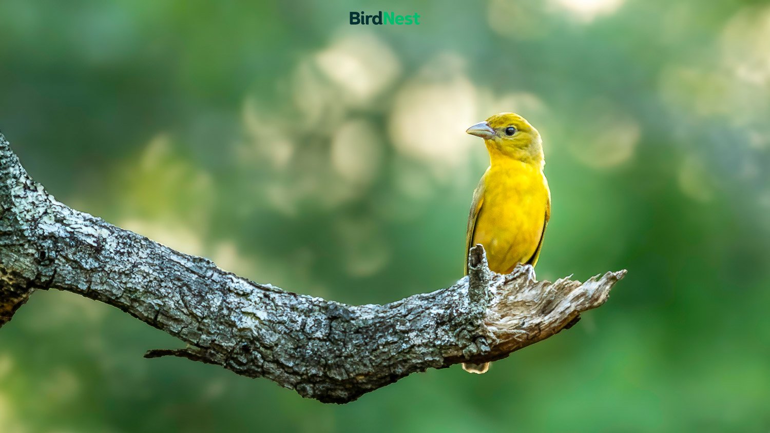 Female Summer Tanager