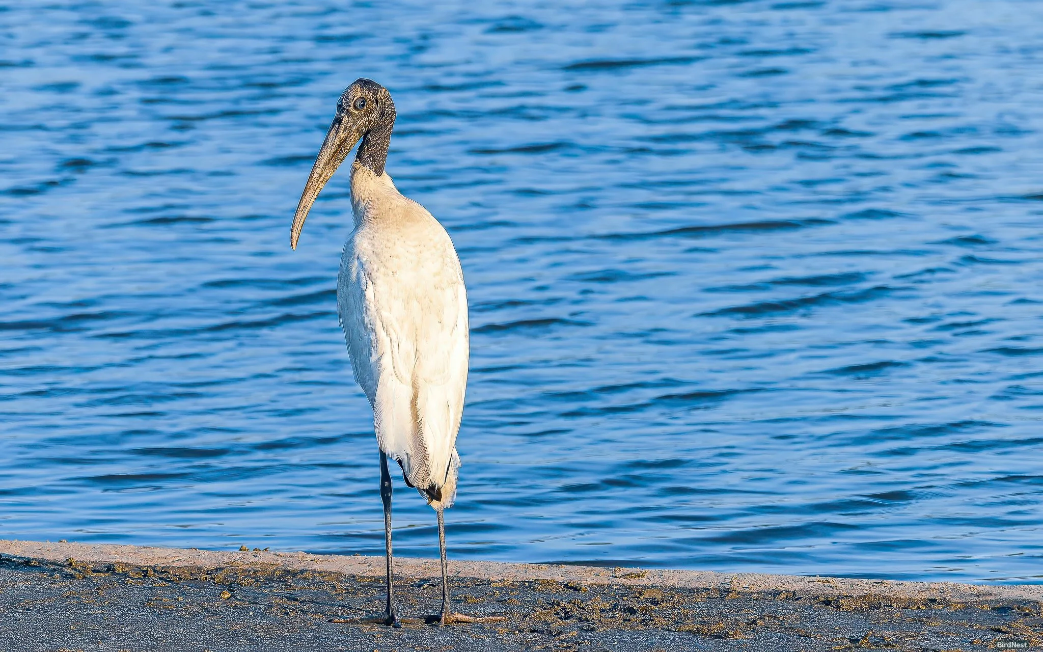 Wood stork