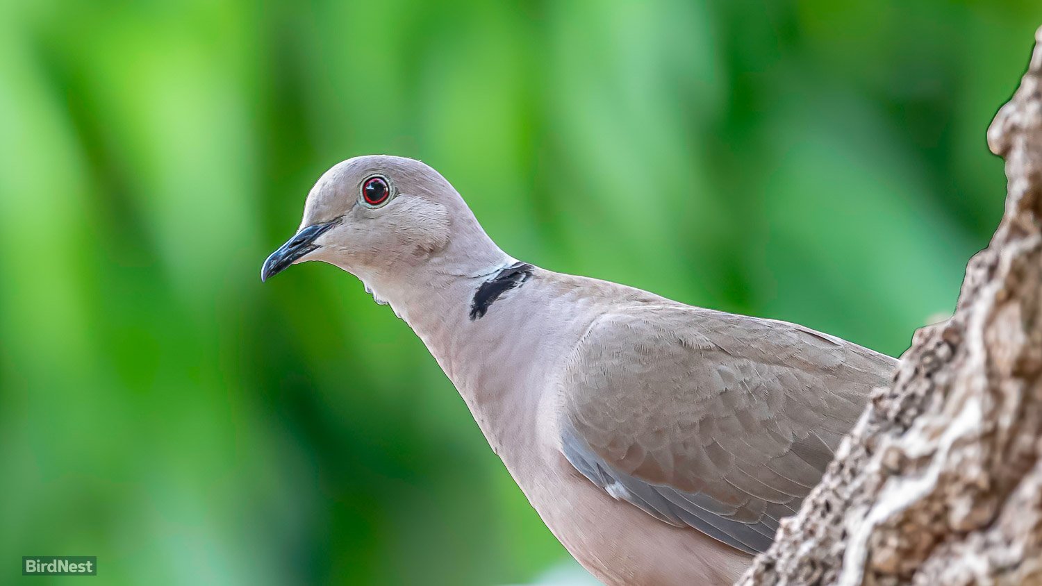 Eurasian Collared Dove
