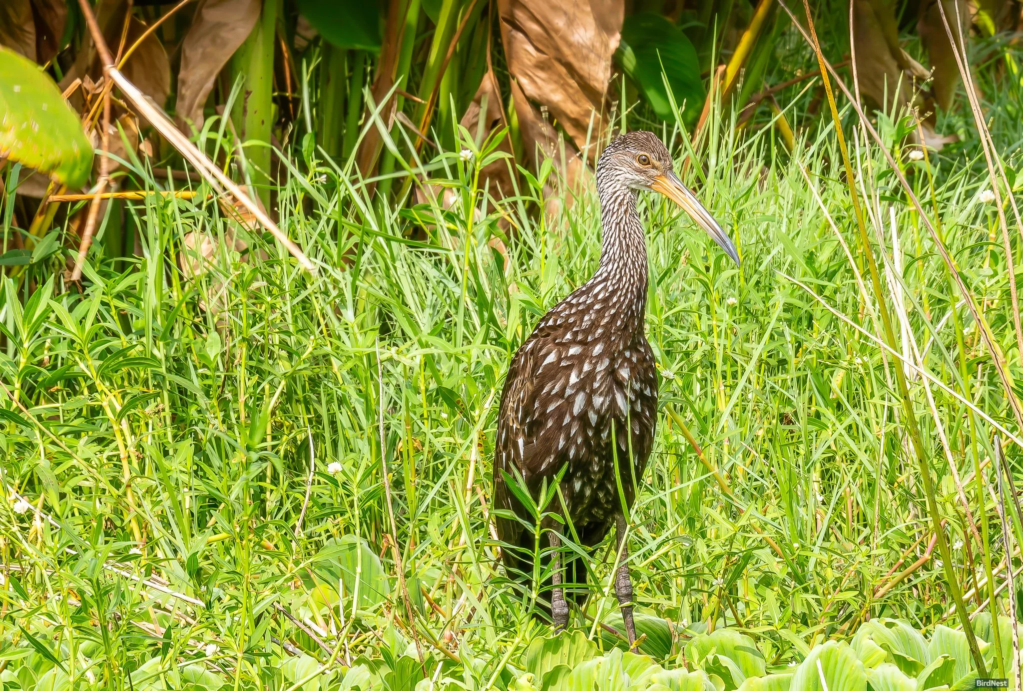 Limpkin
