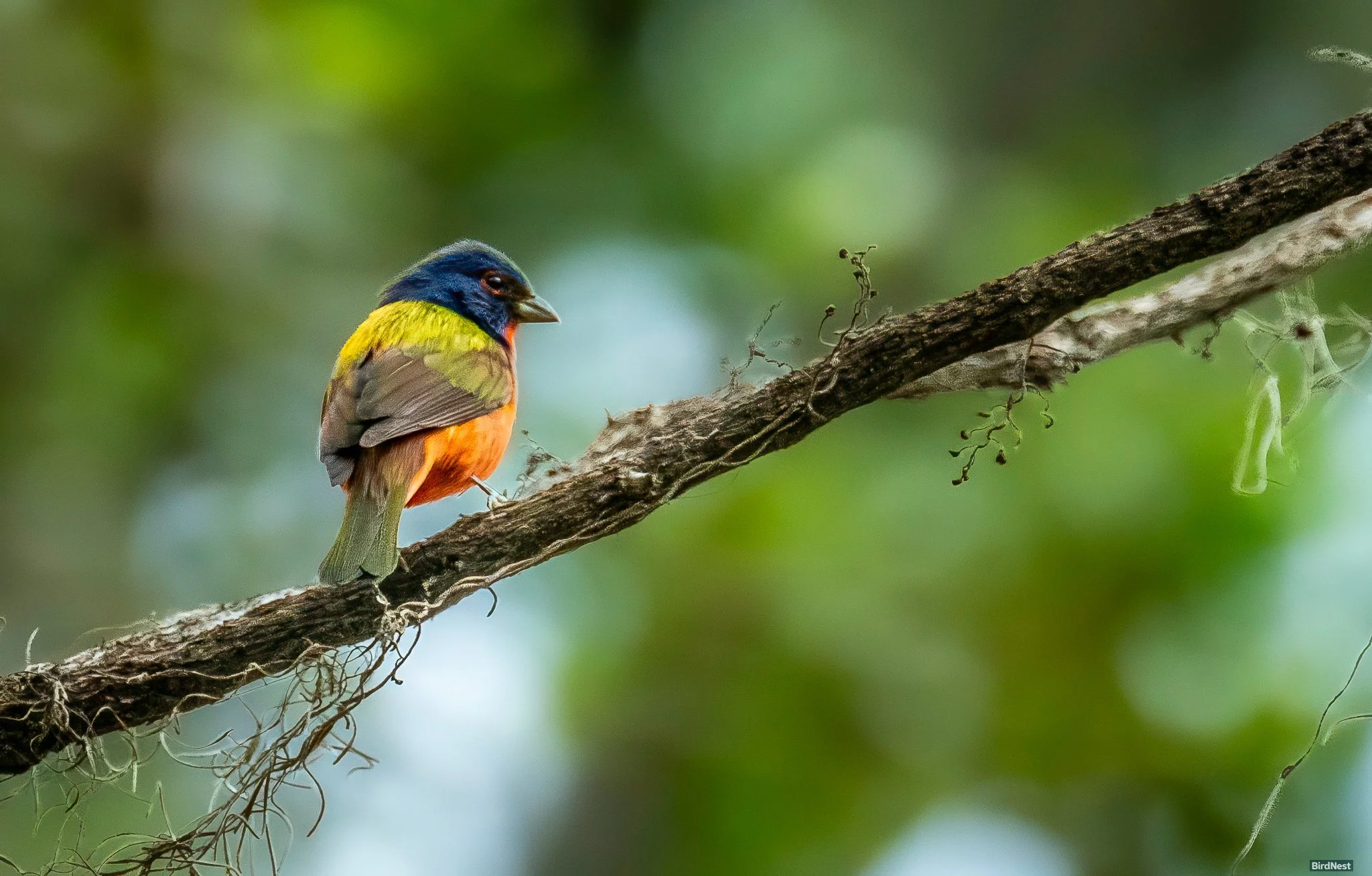 Painted bunting