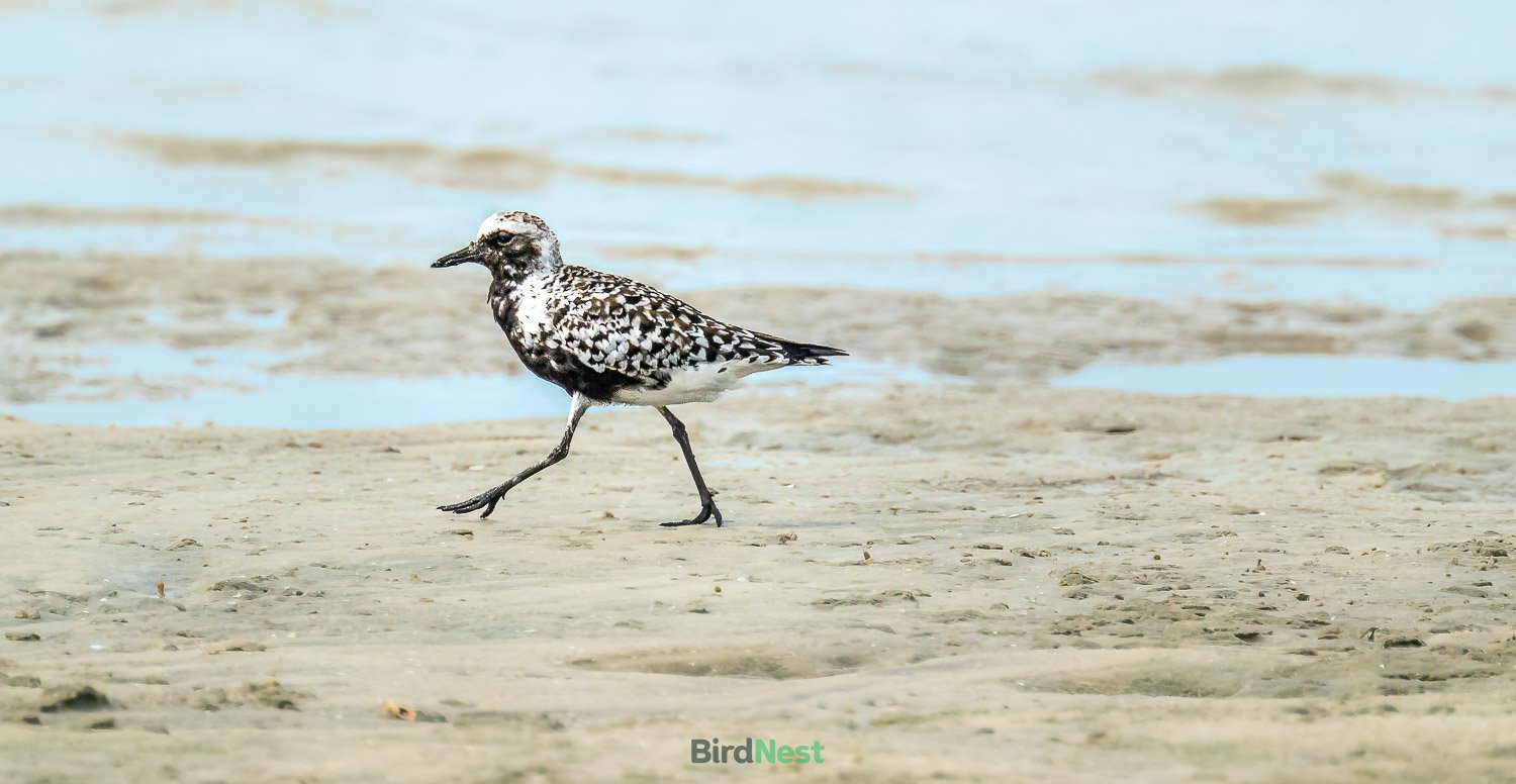 Black-Bellied Plover