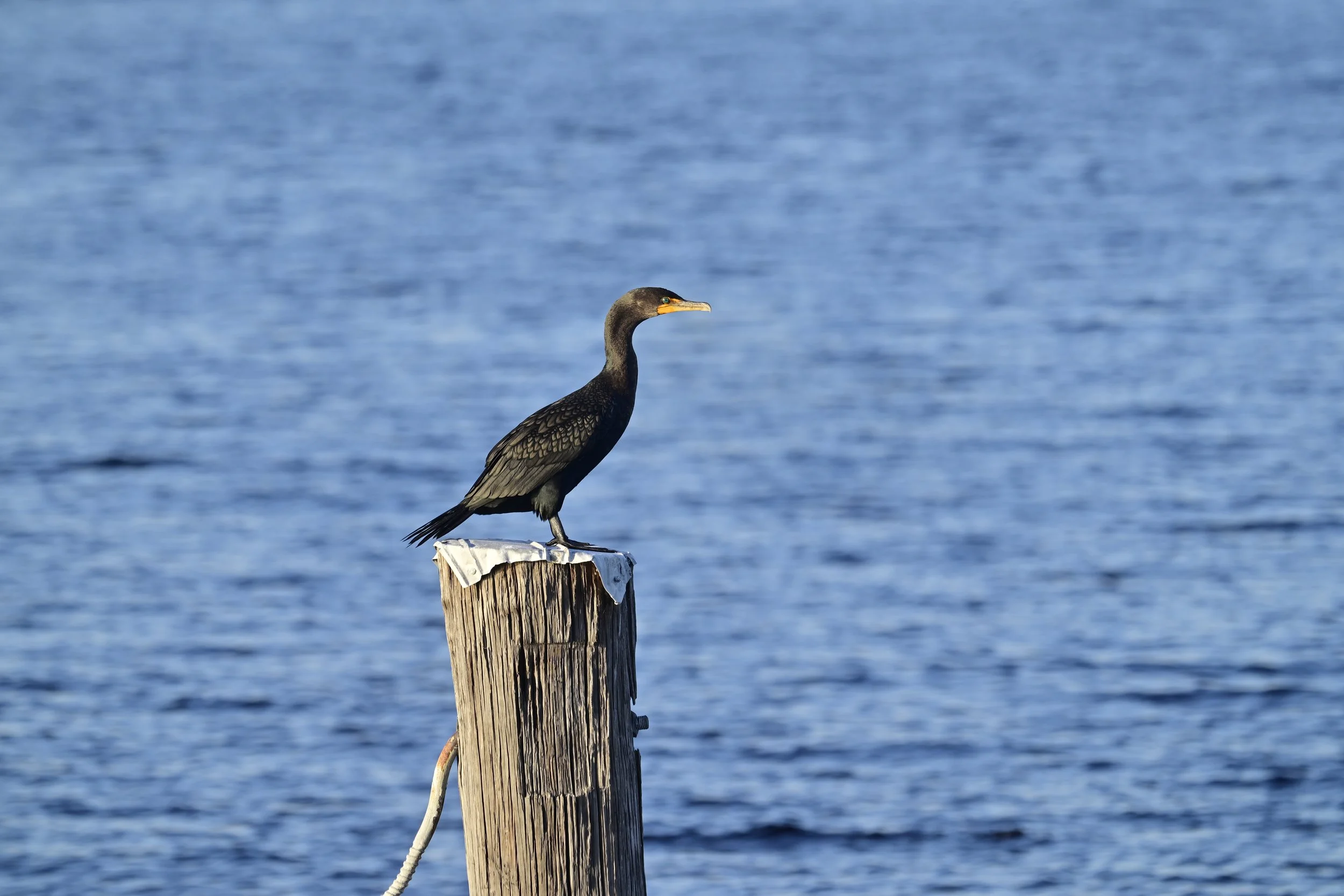 Double-crested cormorant
