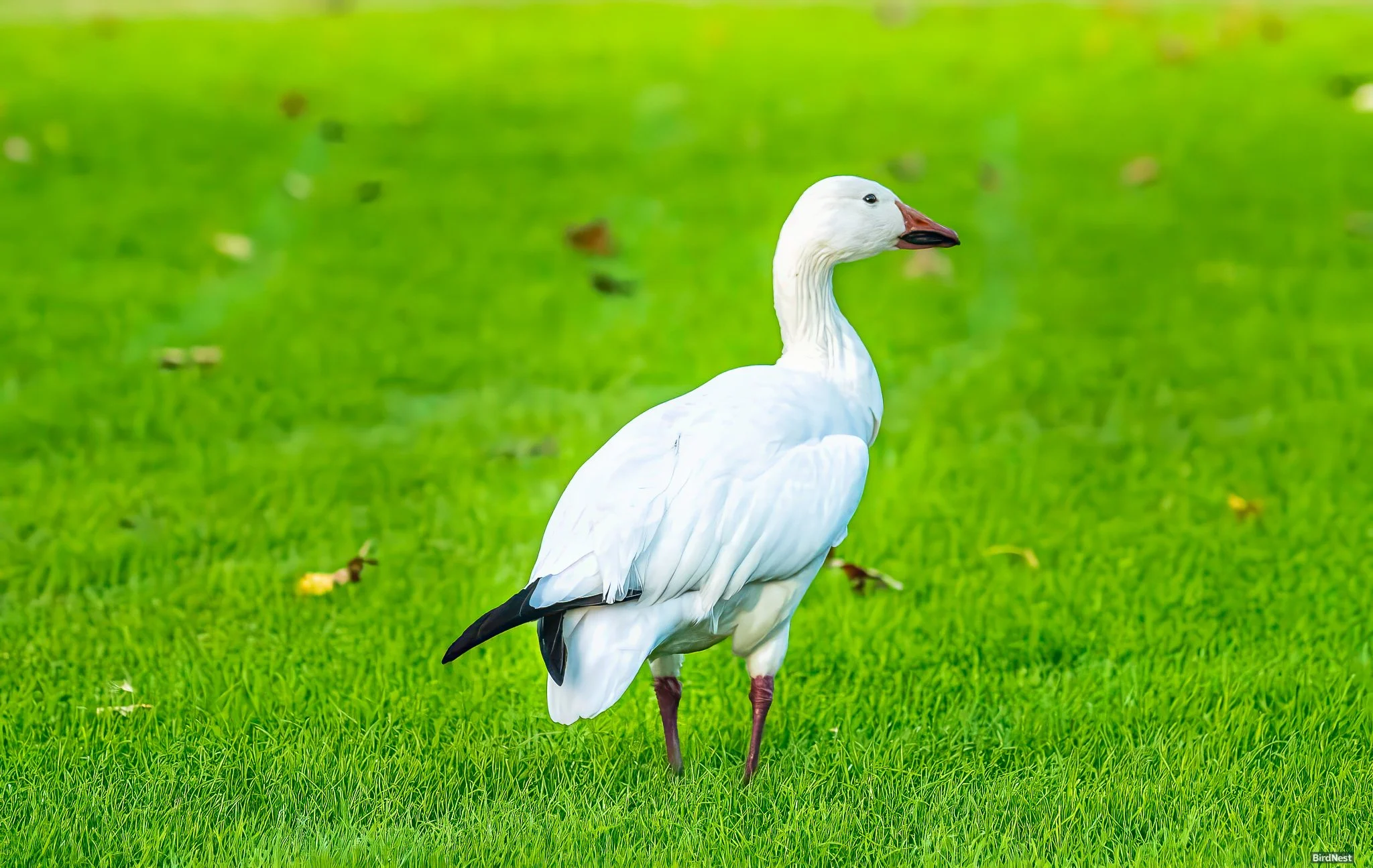 Snow Goose