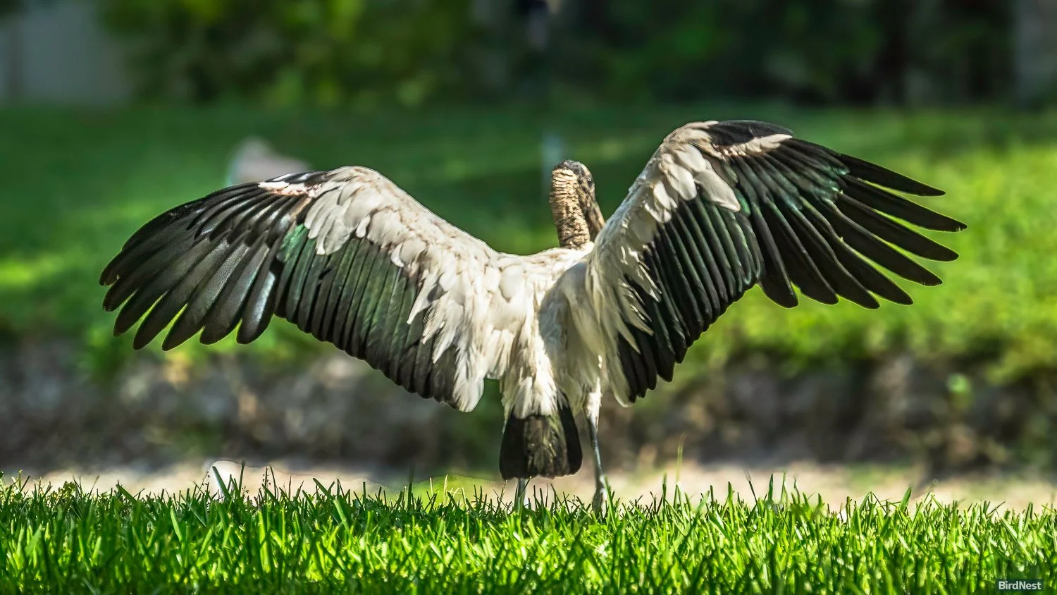 Wood Stork