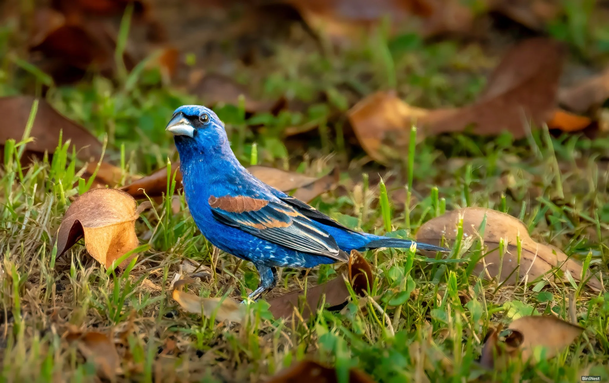 Blue Grosbeak