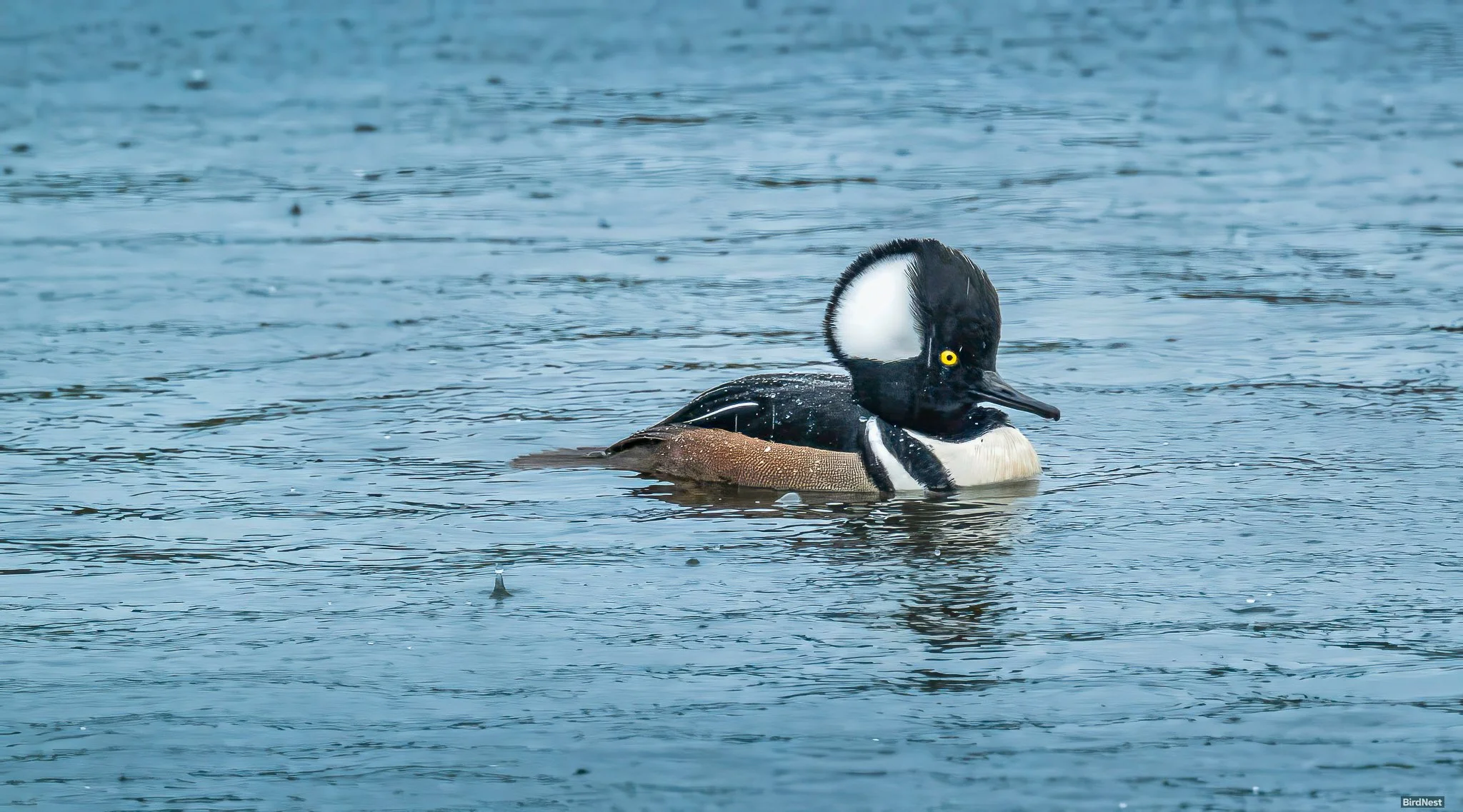 Hooded Merganser male