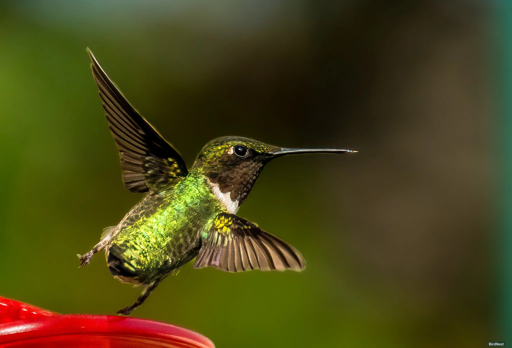 Tiny but fearless… The Ruby-throated Hummingbird