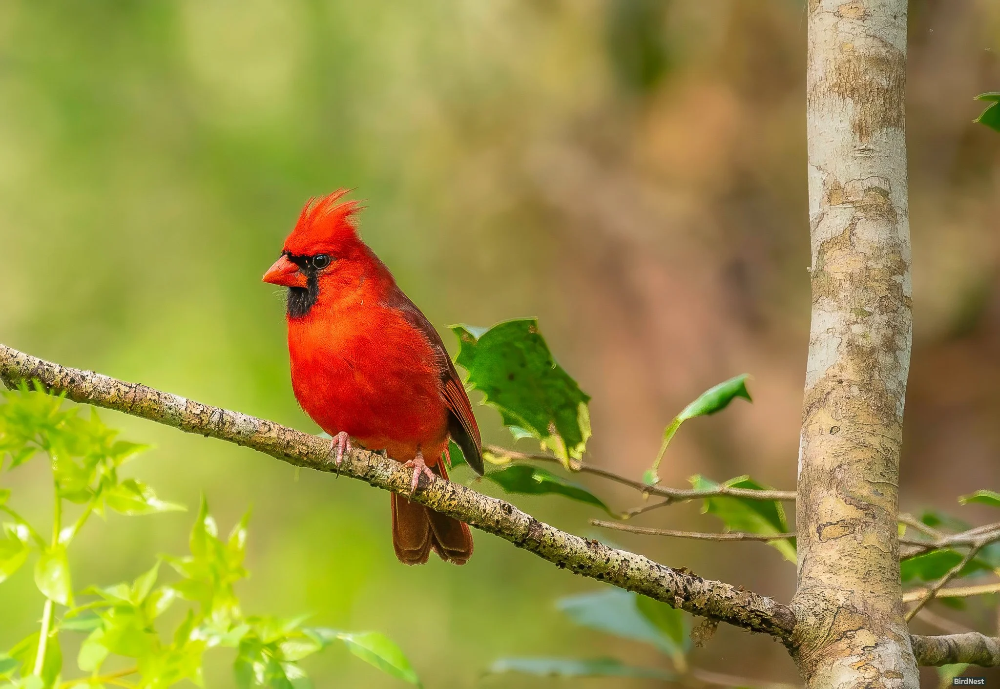 Northern Cardinal