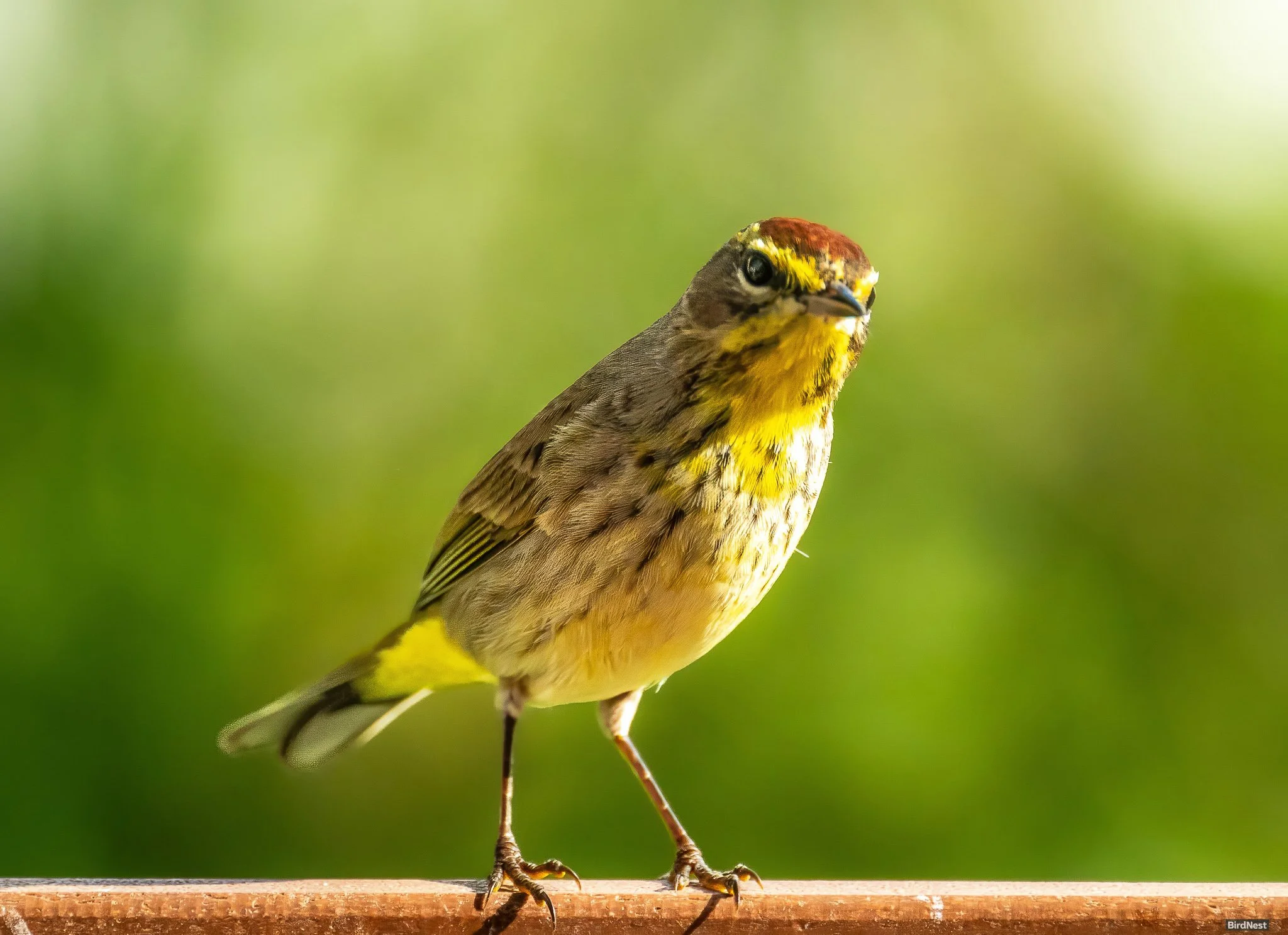 The Backyard Inspector: Palm Warbler