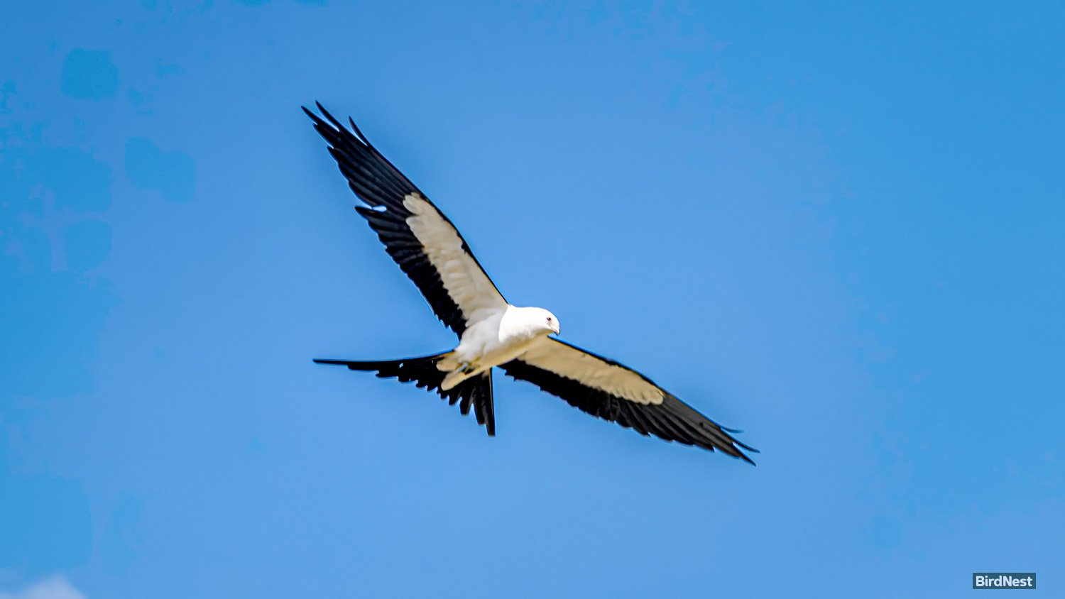 Swallow-tailed Kite