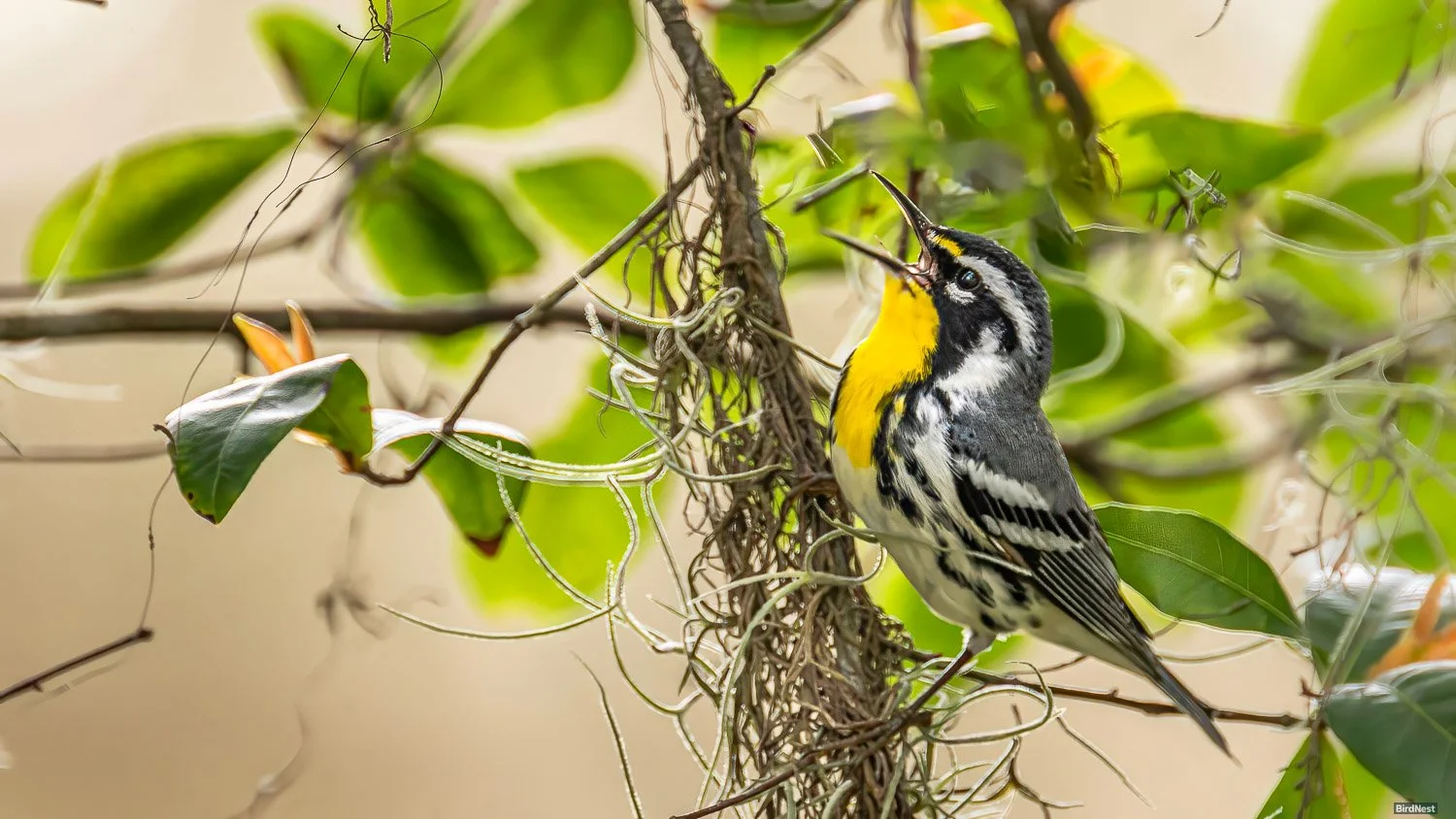 Yellow throated warbler
