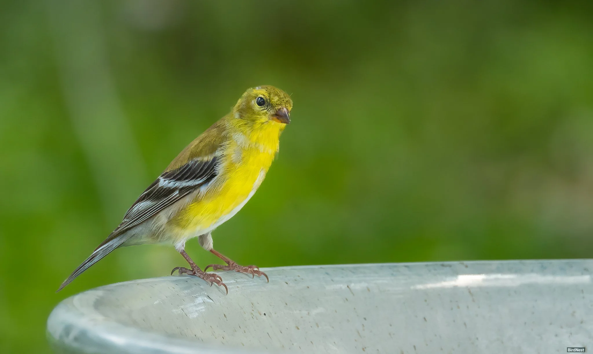 Golden Transformation: The American Goldfinch’s Journey from Fall’s Olive Tones into Spring’s Brilli