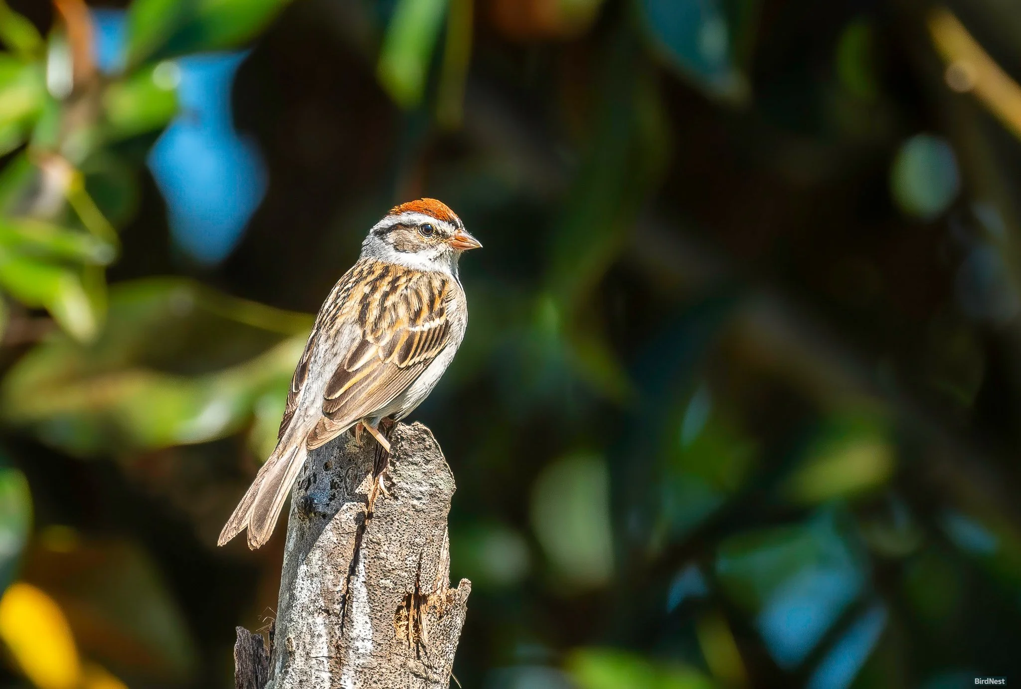 Tiny Guardian:  Chipping Sparrow