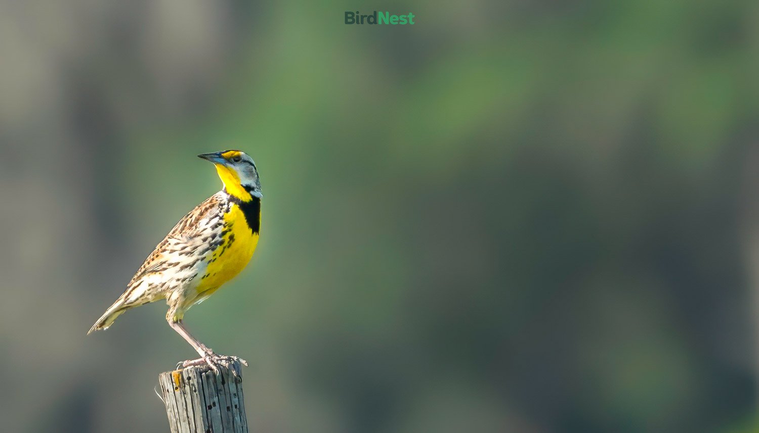 Eastern Meadowlark