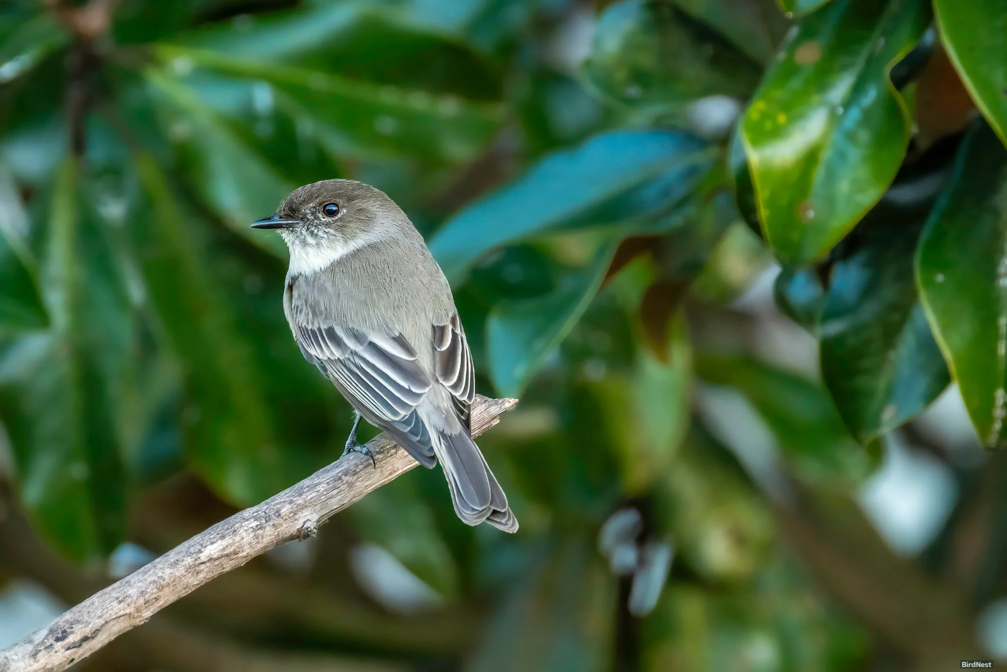 Eastern Phoebe